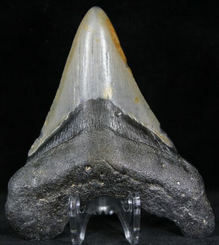 Bargain Megalodon Tooth - North Carolina #22935